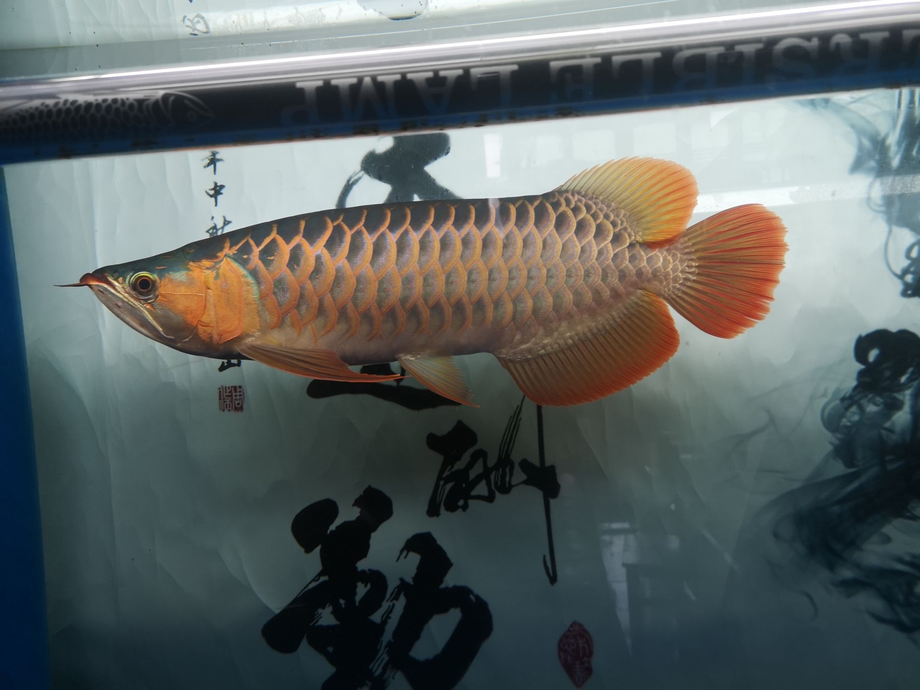 龍魚能不能吃蝎子 紅眼黃化幽靈火箭魚|皇家火箭魚 第3張