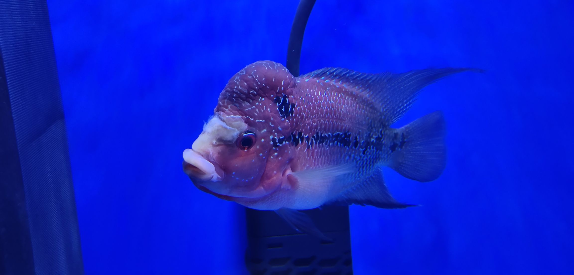 渭南水族館小羅這幾天腹脹拖便還出現(xiàn)縮頭現(xiàn)象急