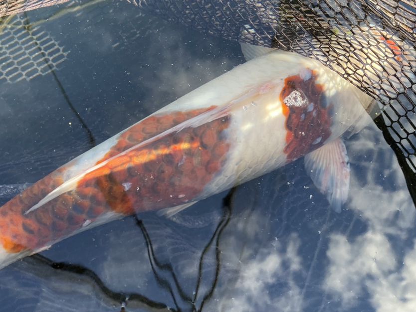 求助:這魚(yú)是得病了還是有寄生蟲(chóng)了 黃吉金龍（白子金龍魚(yú)） 第2張