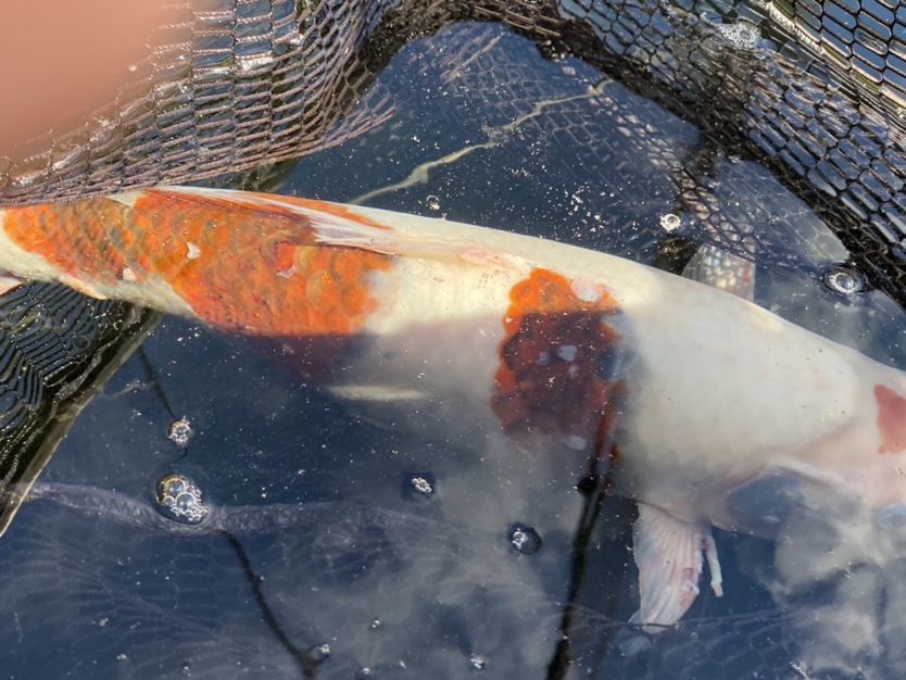 求助:這魚(yú)是得病了還是有寄生蟲(chóng)了 黃吉金龍（白子金龍魚(yú)） 第4張