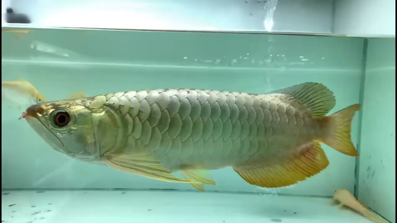 你能接受龍魚(yú)斷須嗎？