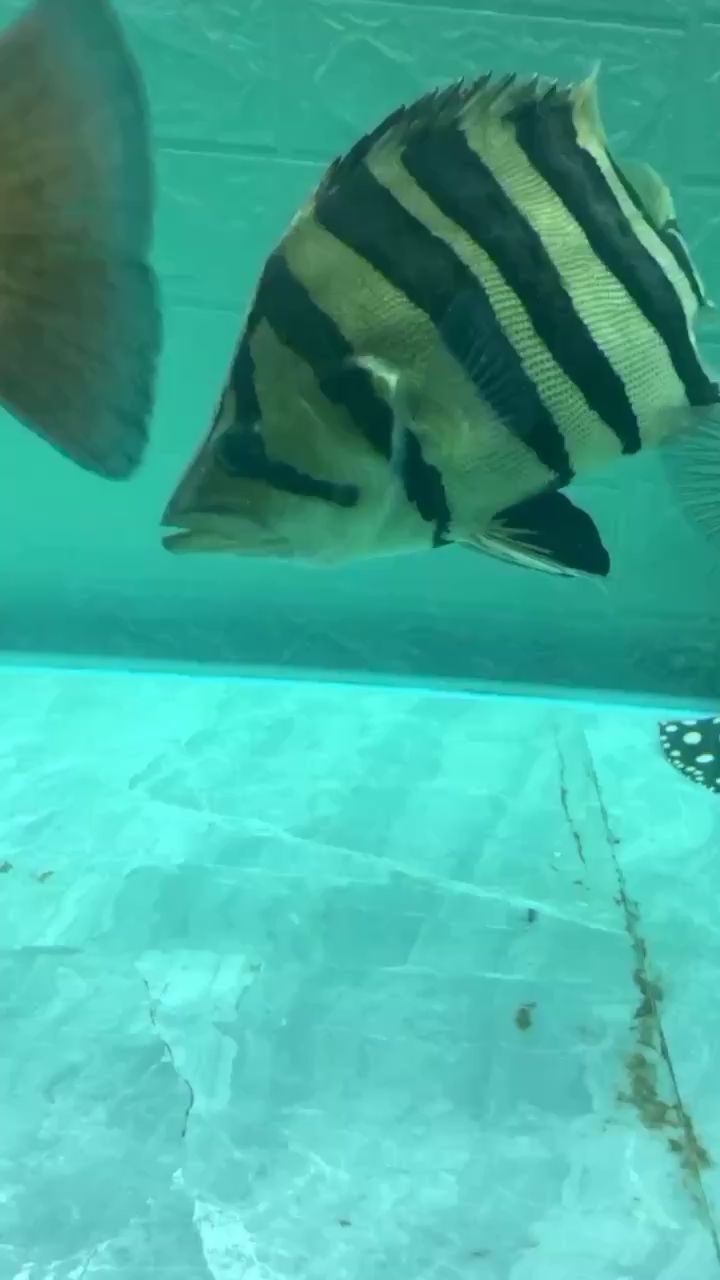 鶴崗水族館蘇虎 蘇虎 第2張