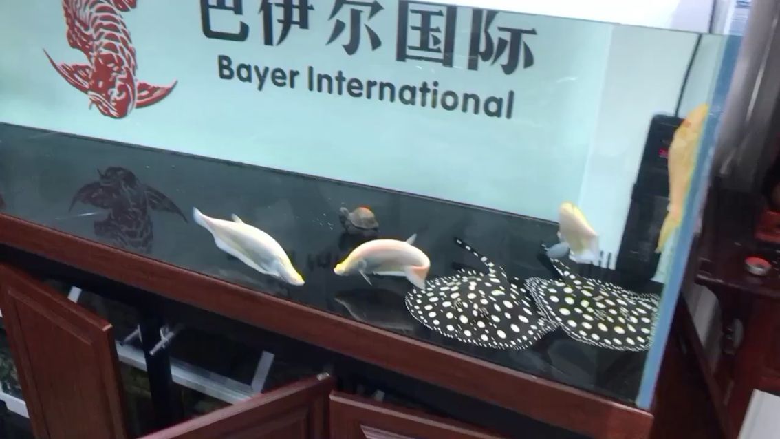 換了個背景換換水 黃金鴨嘴魚 第3張