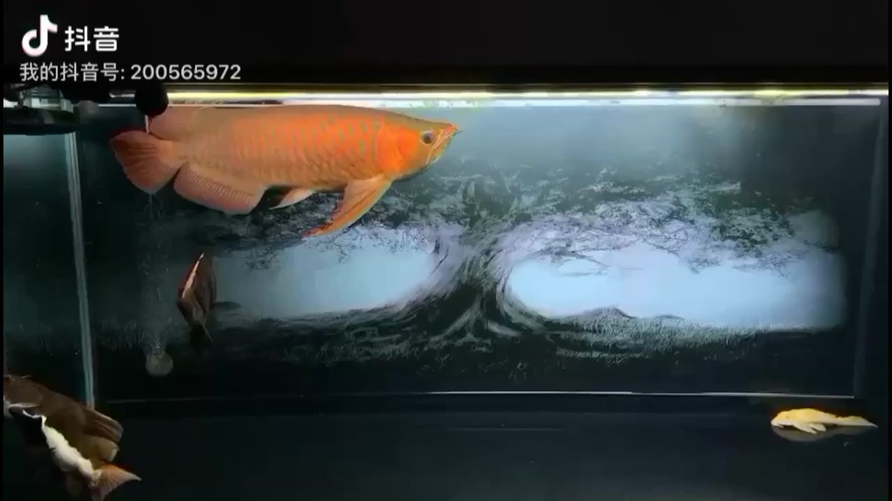 2022729 斑馬鴨嘴魚(yú)苗 第2張