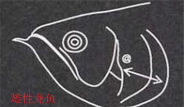 入坑數(shù)載龍魚雌雄你學(xué)會(huì)了嗎？