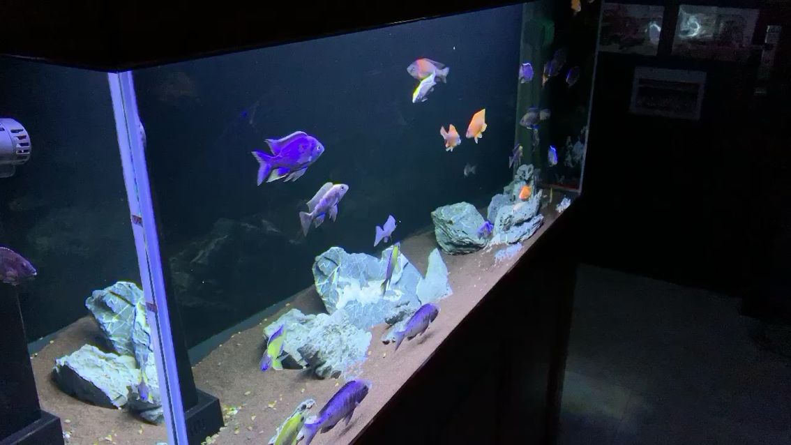 里邊有5條母魚以及兩條闖缸的激素魚