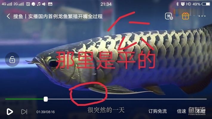 金龍魚公的好還是母的好（金龍魚公母好還是母的好金龍魚好，金龍魚公母各有千秋） 龍魚百科 第4張