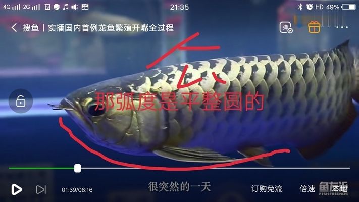 金龍魚公的好還是母的好（金龍魚公母好還是母的好金龍魚好，金龍魚公母各有千秋） 龍魚百科 第5張