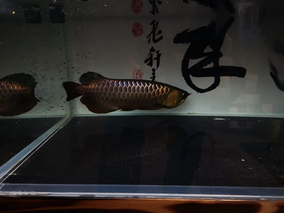 養(yǎng)魚先養(yǎng)水你真的懂嗎？