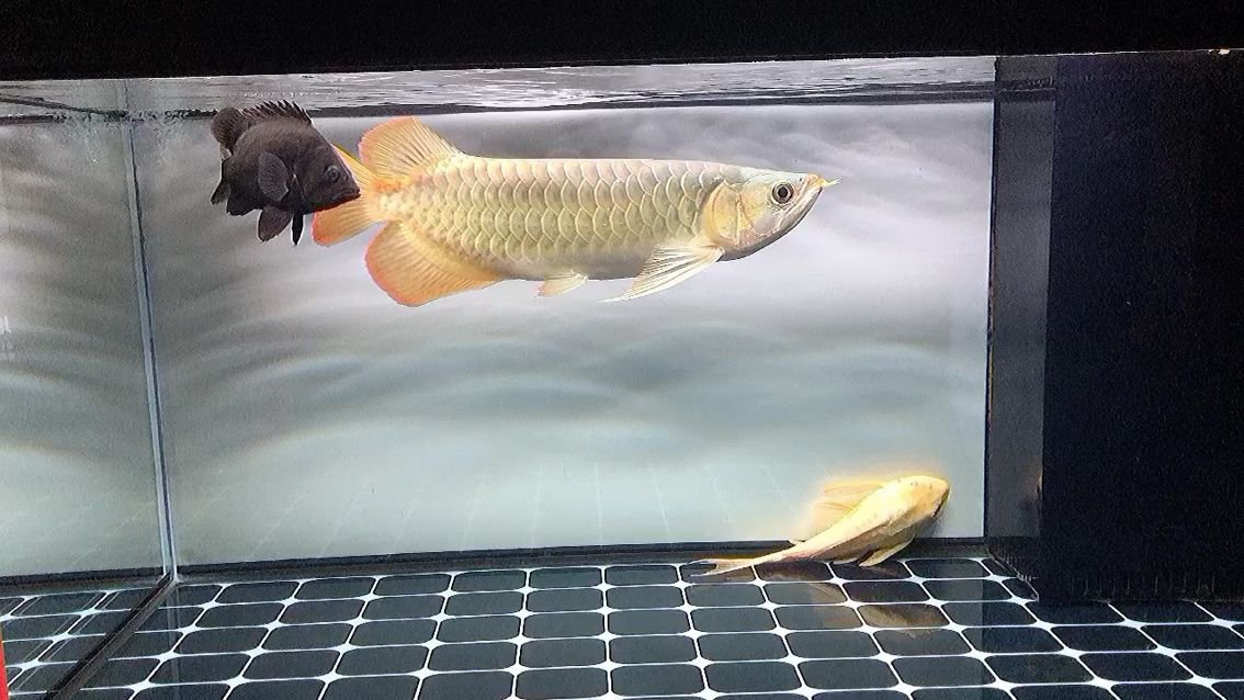 衡陽水族館下雨天喂魚狂吃