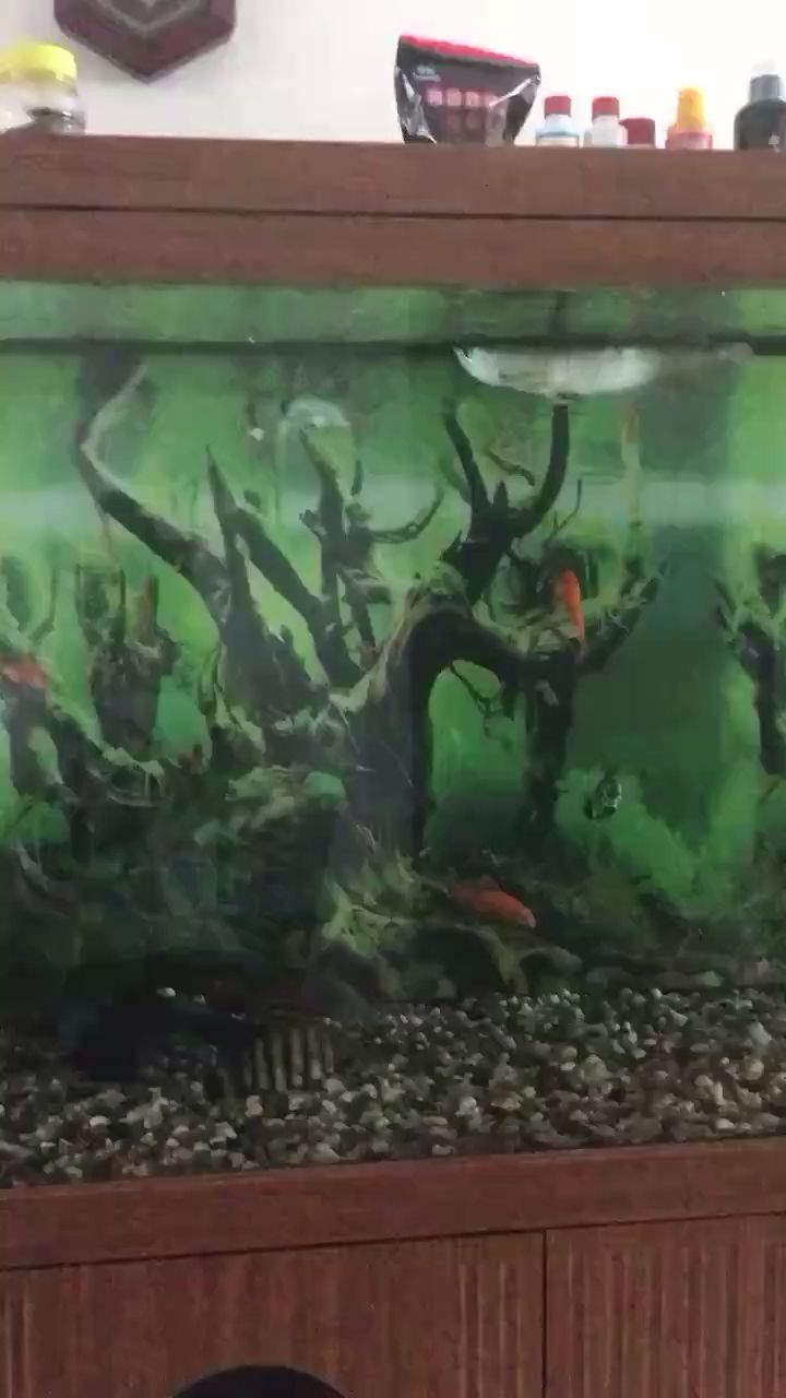 許昌水族館白金猛魚進(jìn)食