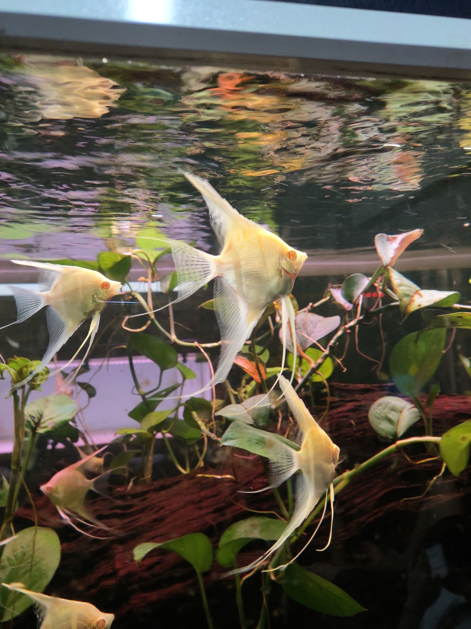 洛陽水族館白子斯卡埃及神仙