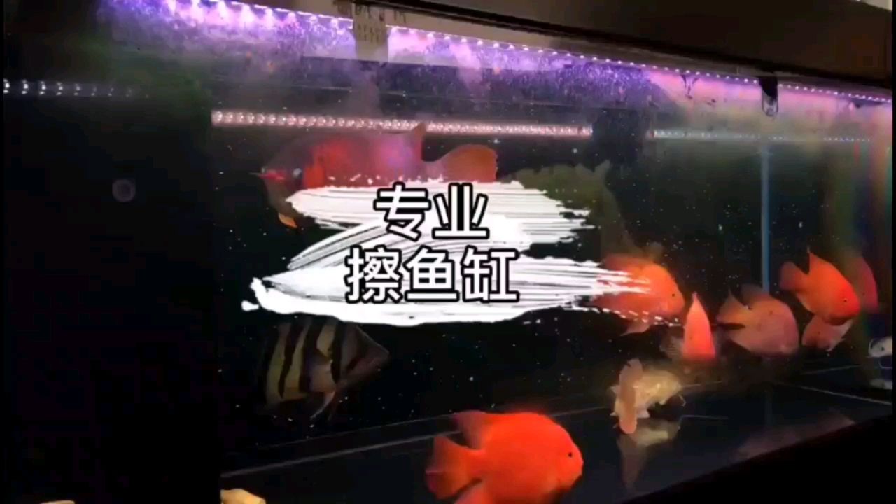 誰(shuí)讓咱好這口呢 觀賞魚(yú)市場(chǎng)（混養(yǎng)魚(yú)） 第2張