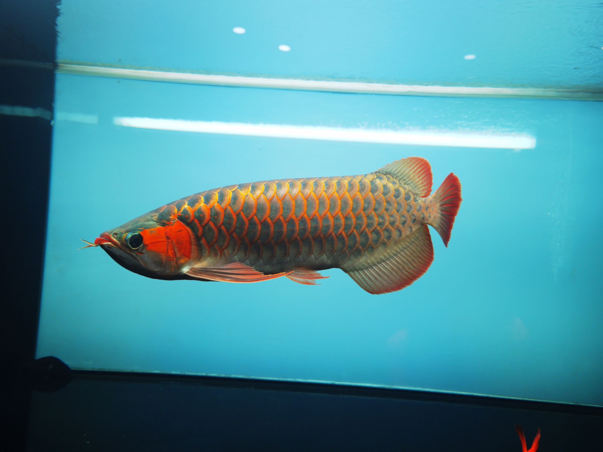 撫州水族館冒泡一下 銀龍魚(yú)苗 第6張