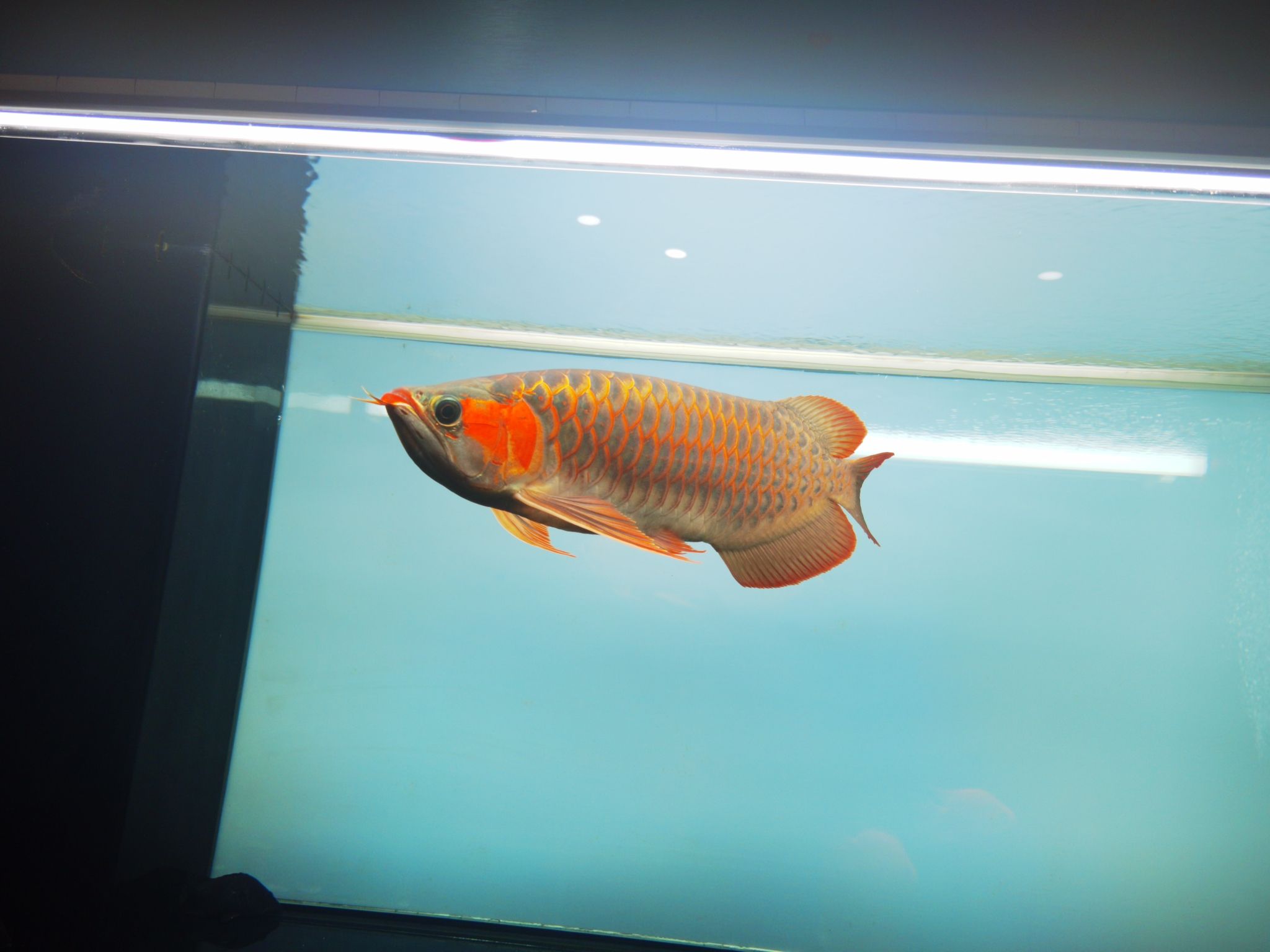 撫州水族館冒泡一下 銀龍魚(yú)苗 第10張