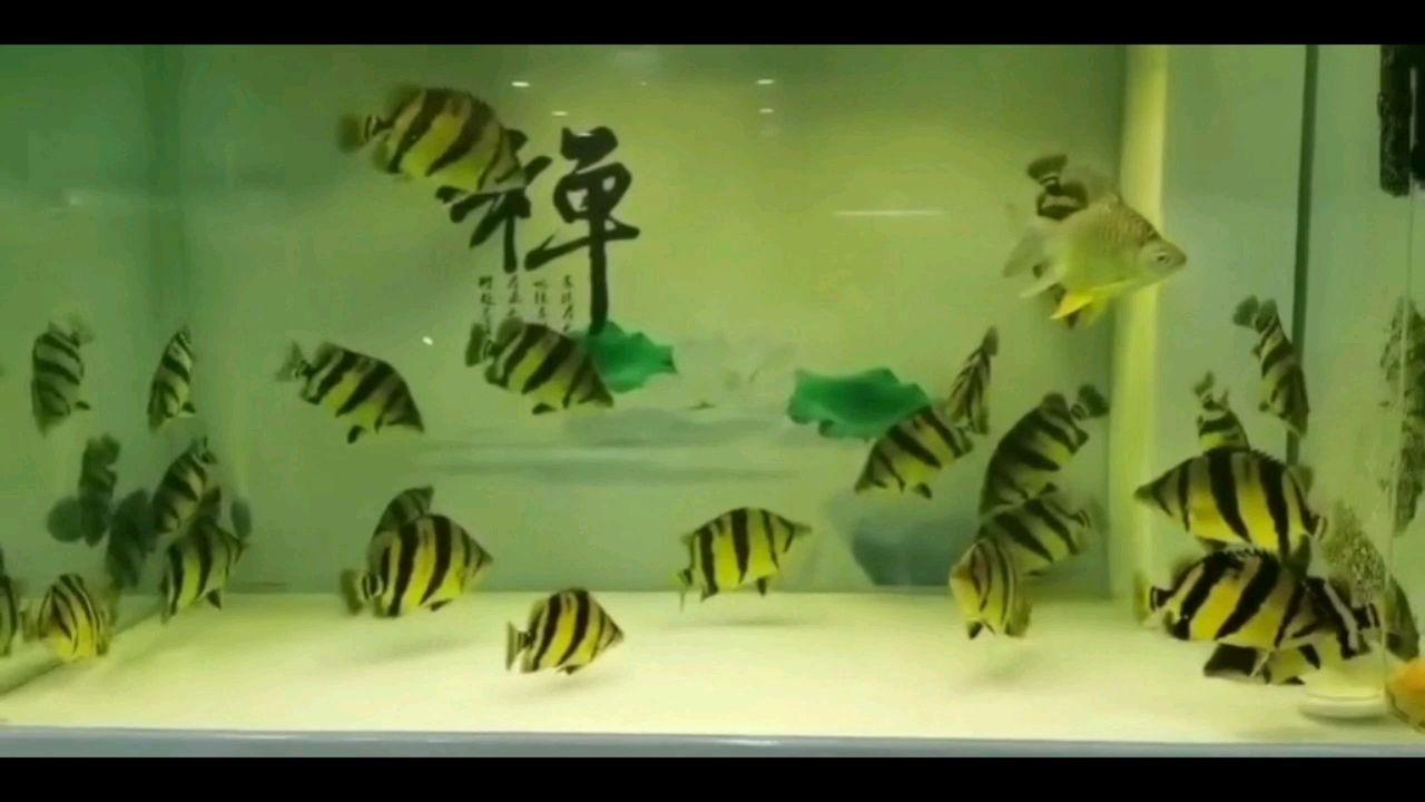 泰國(guó)虎魚(yú)了解下 虎魚(yú)百科 第2張