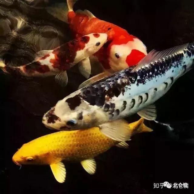 愛魚新寵一站式養(yǎng)魚水質(zhì)解決方案