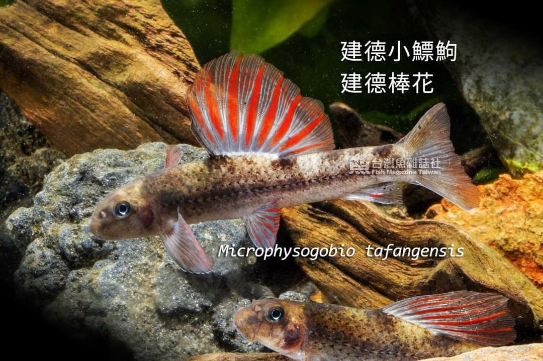 原生態(tài)造景常用魚之鯉科鮈亞科篇手機(jī)版 帝王三間魚 第4張