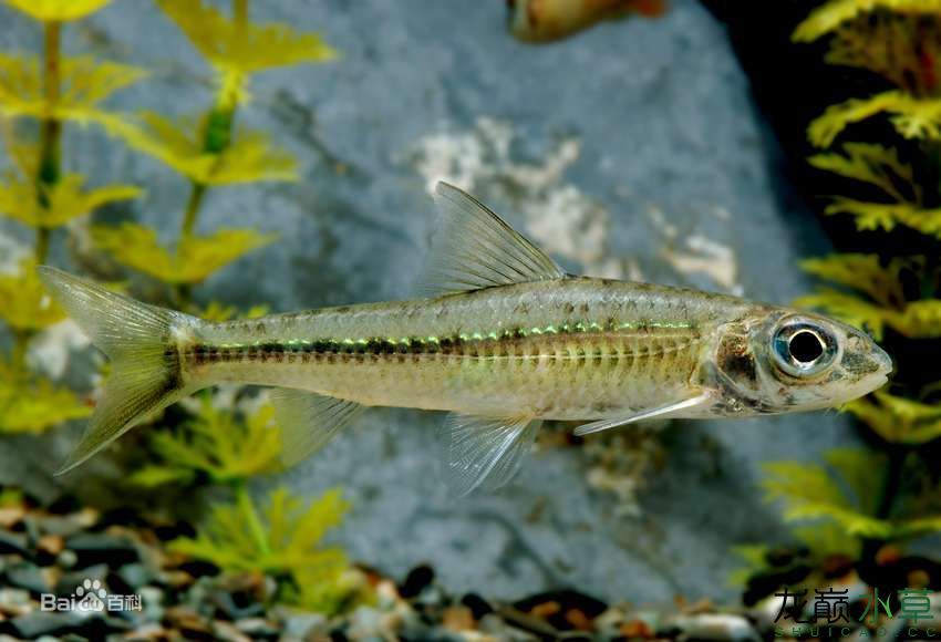 原生態(tài)造景常用魚(yú)之鯉科鮈亞科篇手機(jī)版