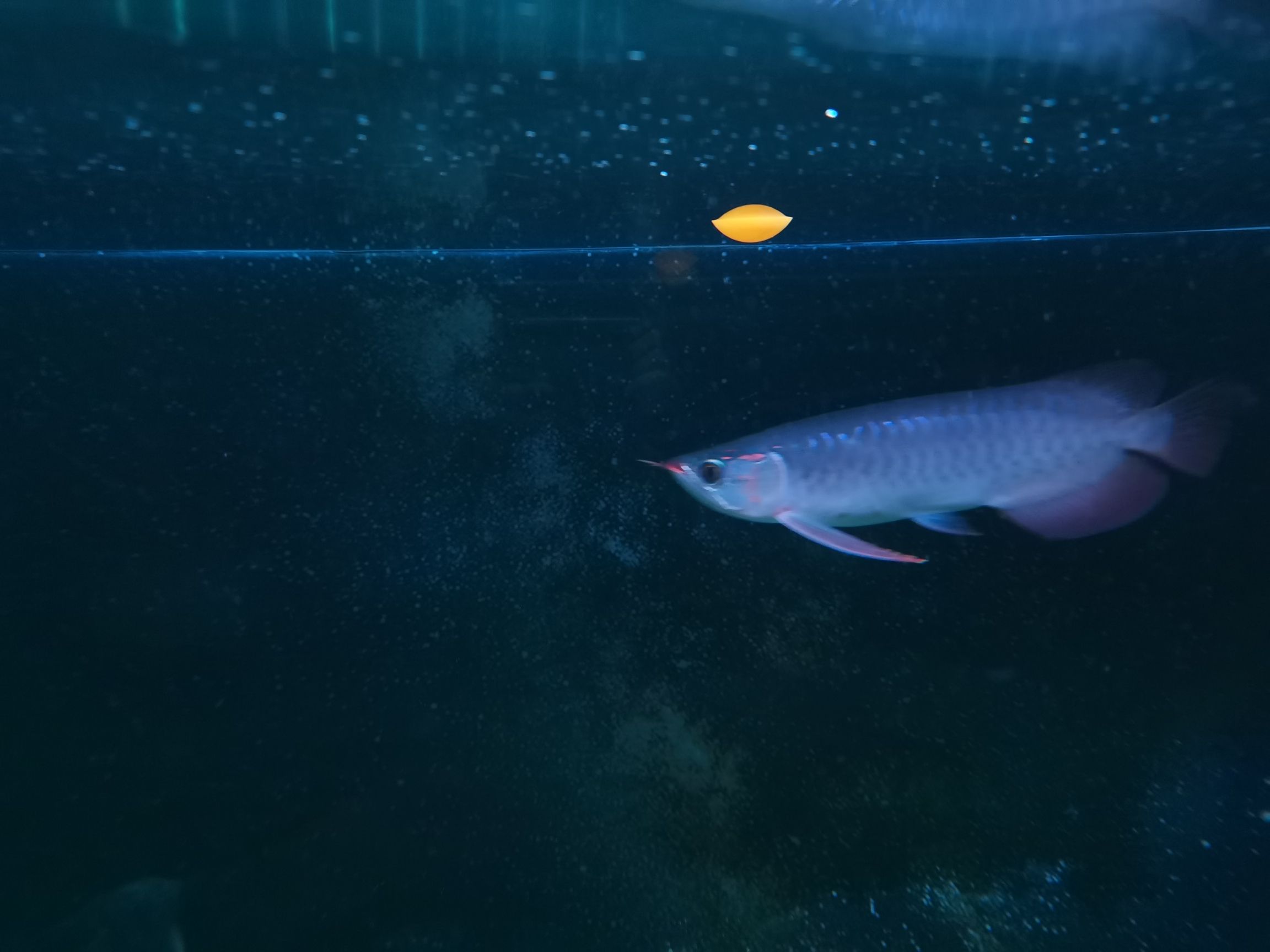 眉山水族館腮蓋發(fā)色嘍