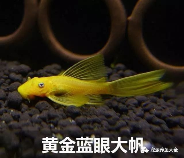 新鄉(xiāng)觀賞魚市場(chǎng)黃金胡子