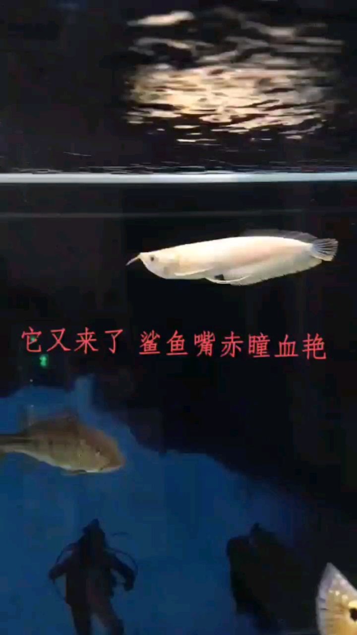 藍(lán)天觀賞魚市場(chǎng)它又來(lái)了鯊魚嘴黃化銀龍 觀賞魚市場(chǎng)（混養(yǎng)魚） 第2張