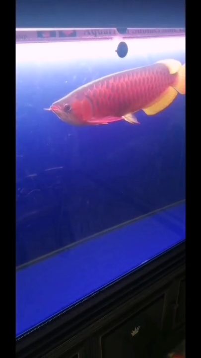 孝感水族館對(duì)比一年前的它