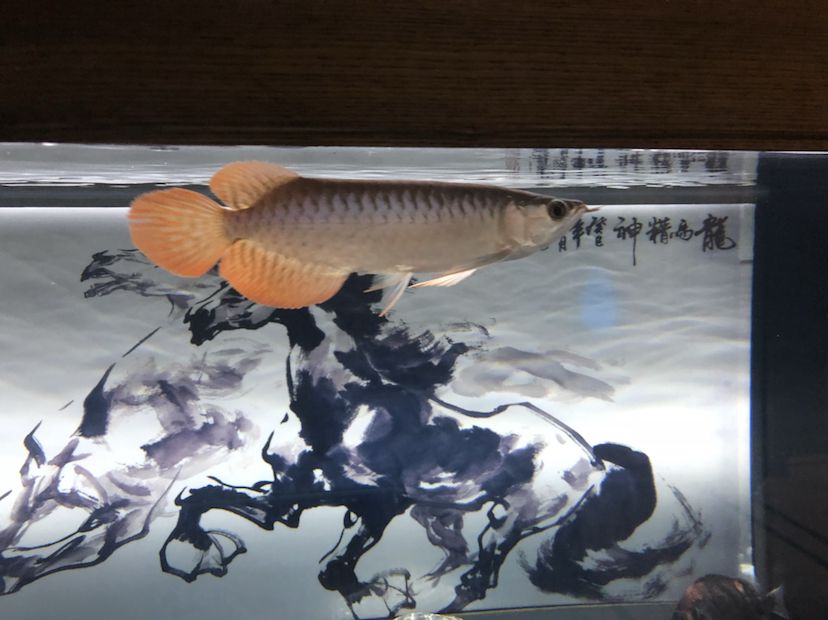 麟龍盛世辰星 伊巴卡魚 第2張