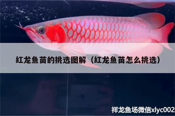 紅龍魚怎么挑選大頭版的魚苗呢（如何挑選紅龍魚大頭版的優(yōu)質(zhì)魚苗） 龍魚百科 第5張