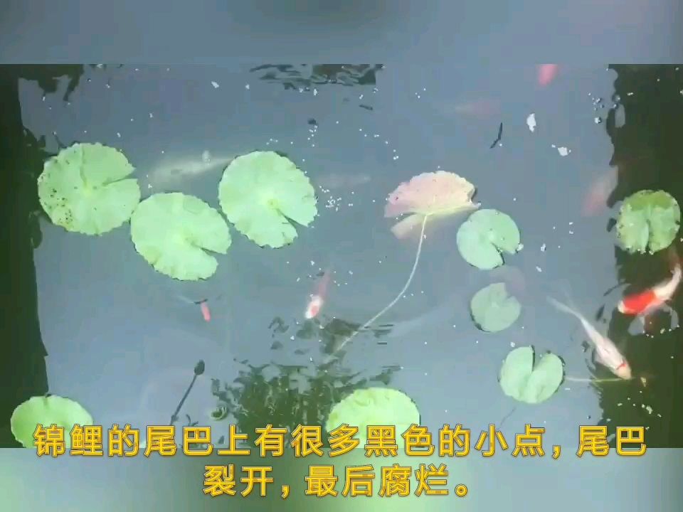 燙尾病:尾巴像被燙過一樣充血變紅 紅眼黃化幽靈火箭魚|皇家火箭魚 第2張