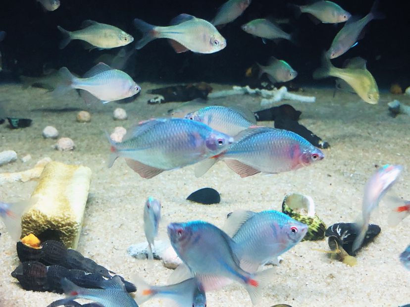 貴港觀賞魚市場草螺魚都有啦