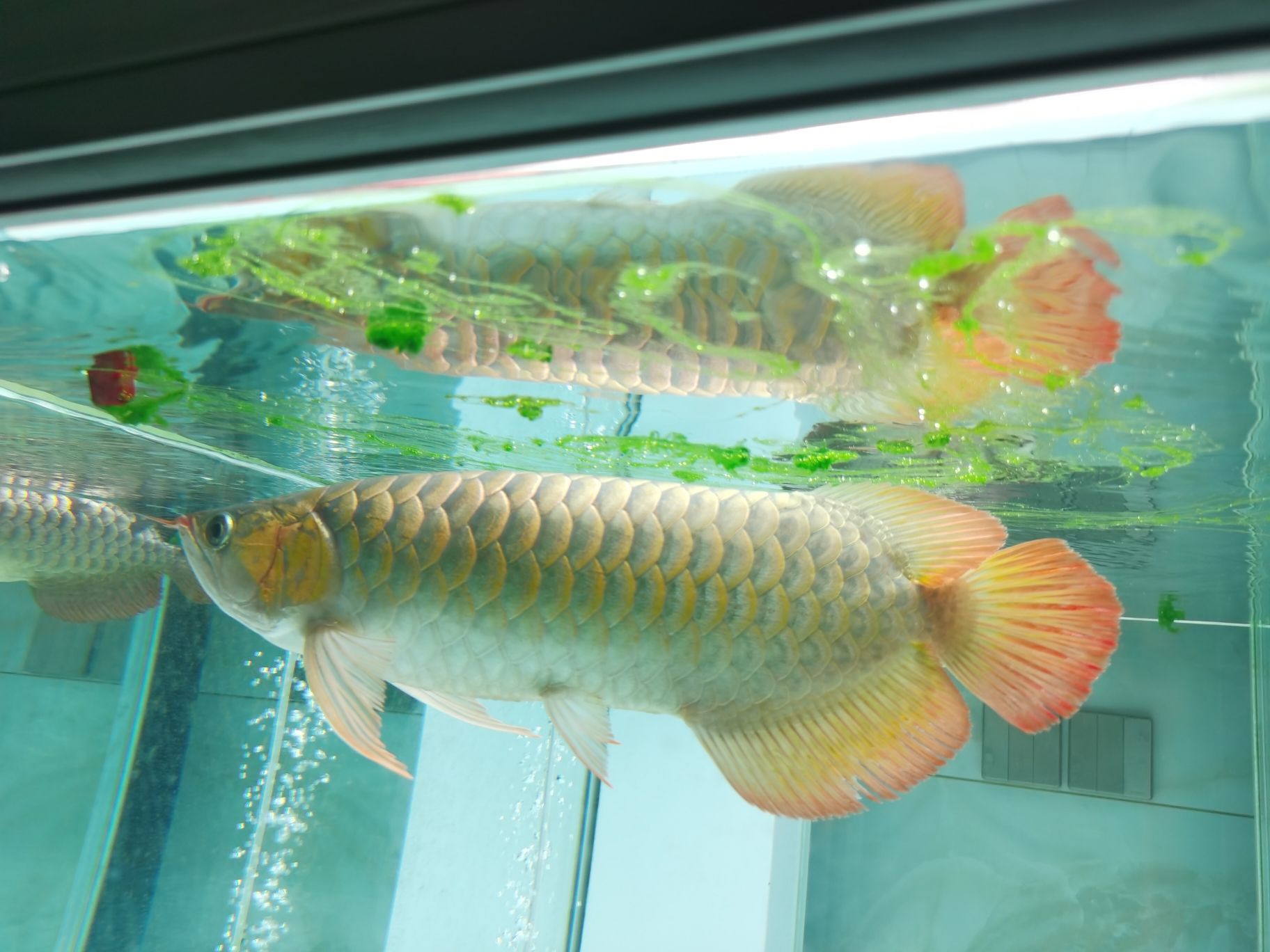 慶陽水族館好多綠浮苔