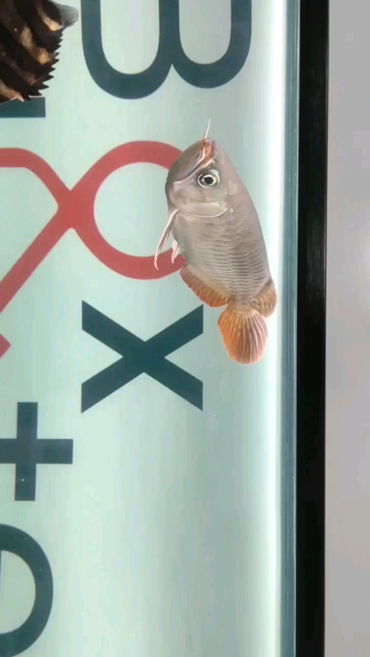 到家第128天 金龍福龍魚(yú)