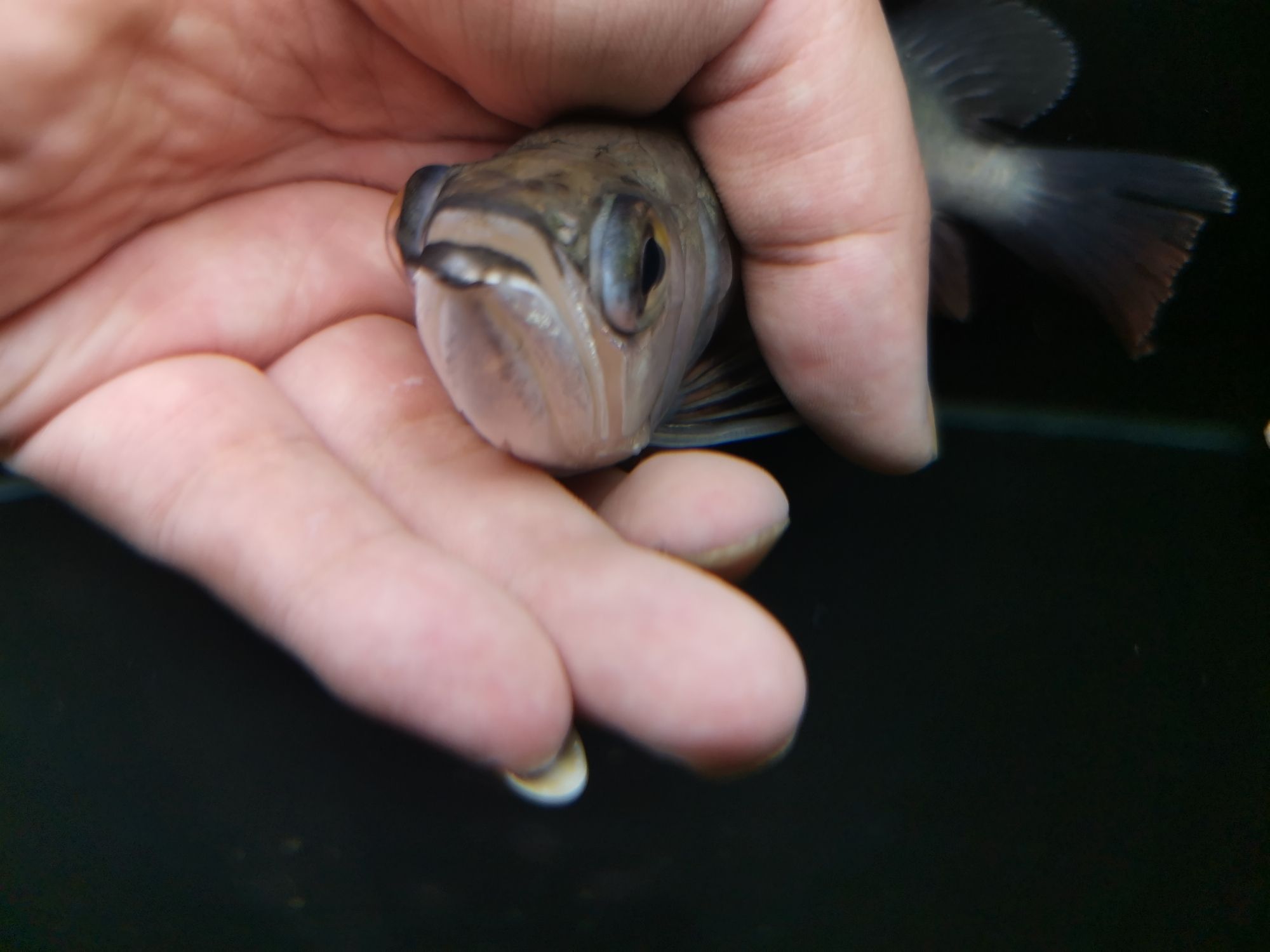 鄂州水族館龍魚鰓隱鞭蟲病的急救