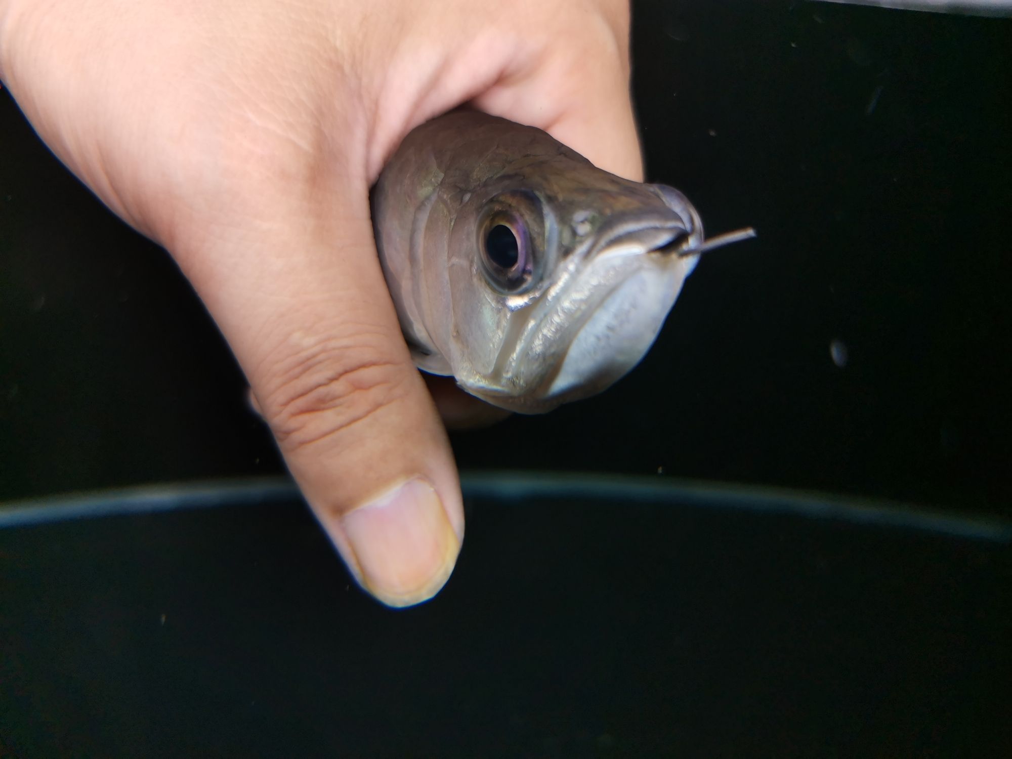 鄂州水族館龍魚鰓隱鞭蟲病的急救