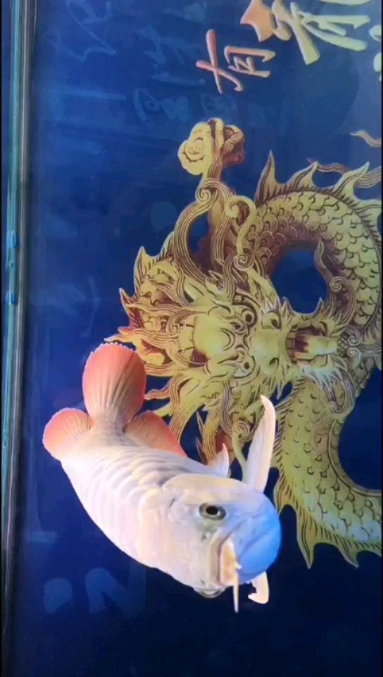 東營(yíng)水族館2022年9月1日成長(zhǎng)記錄 刀魚魚 第2張