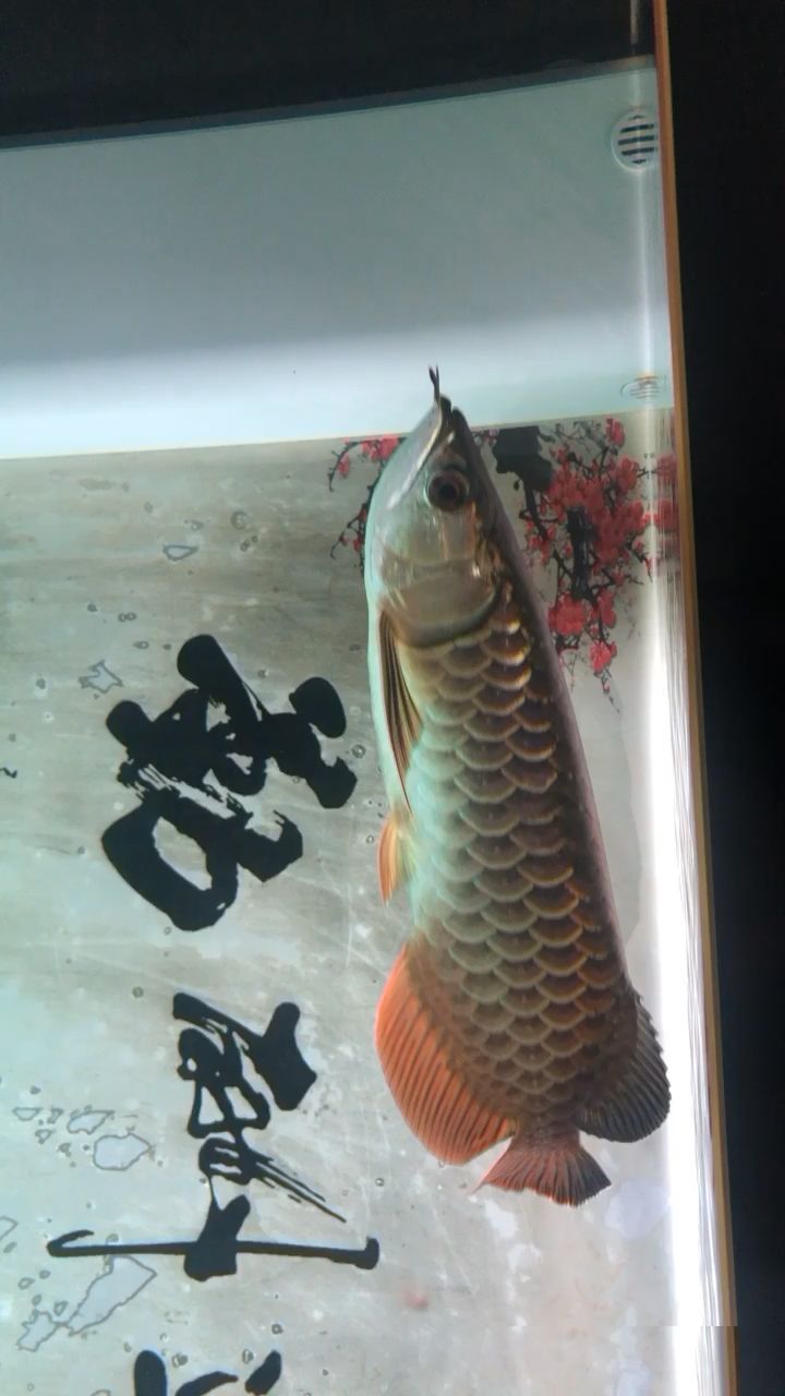 商丘水族館一條吃飼料的魚狀態(tài)還不錯(cuò) 月光鴨嘴魚 第2張