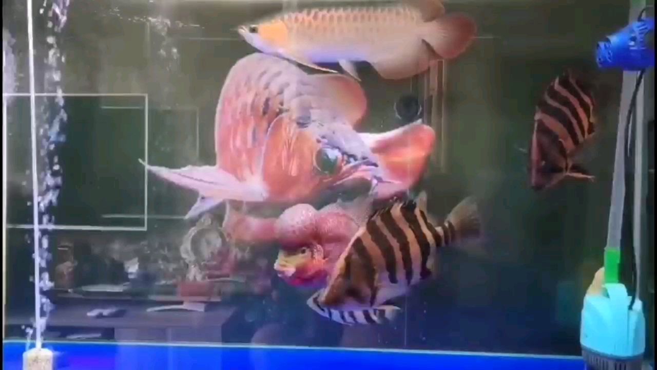 蚌埠水族館小刀厲害 養(yǎng)魚的好處 第2張