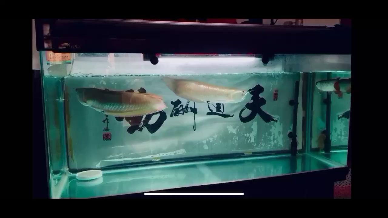 又下大雨了 大湖紅龍魚(yú) 第2張