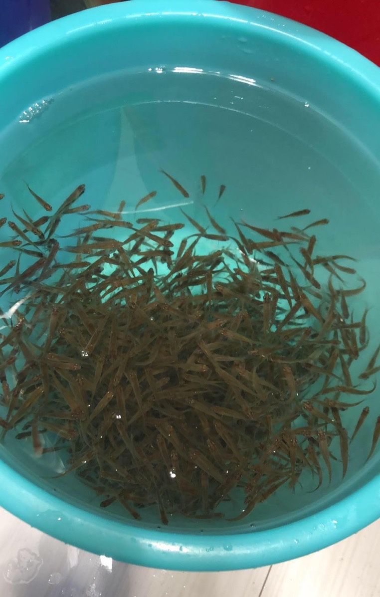 蘭州觀賞魚市場(chǎng)恭喜湖北祝福祖國(guó)活食來襲小魚可愛