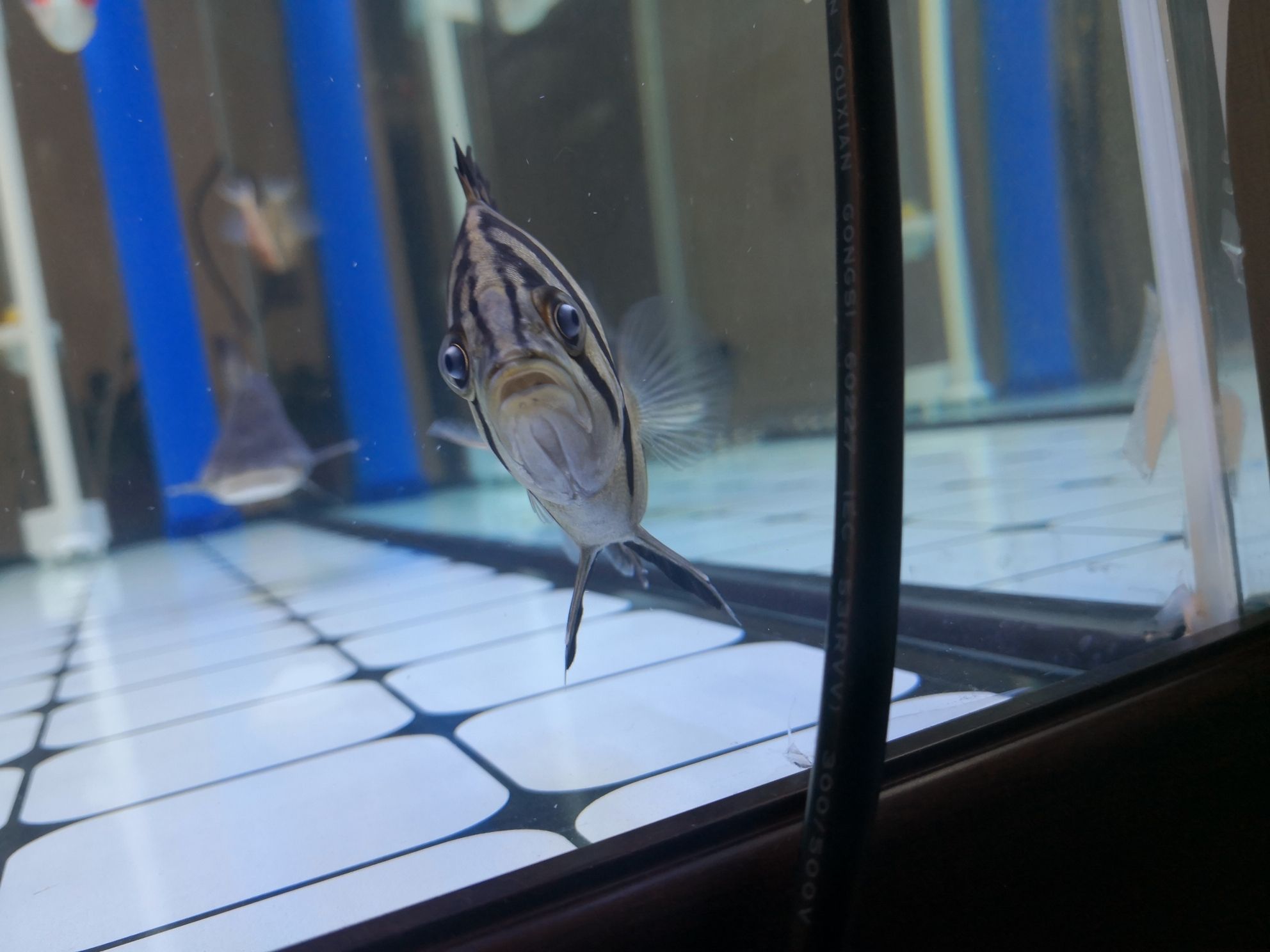 黃山水族館求助虎魚眼睛是不是內蒙了？