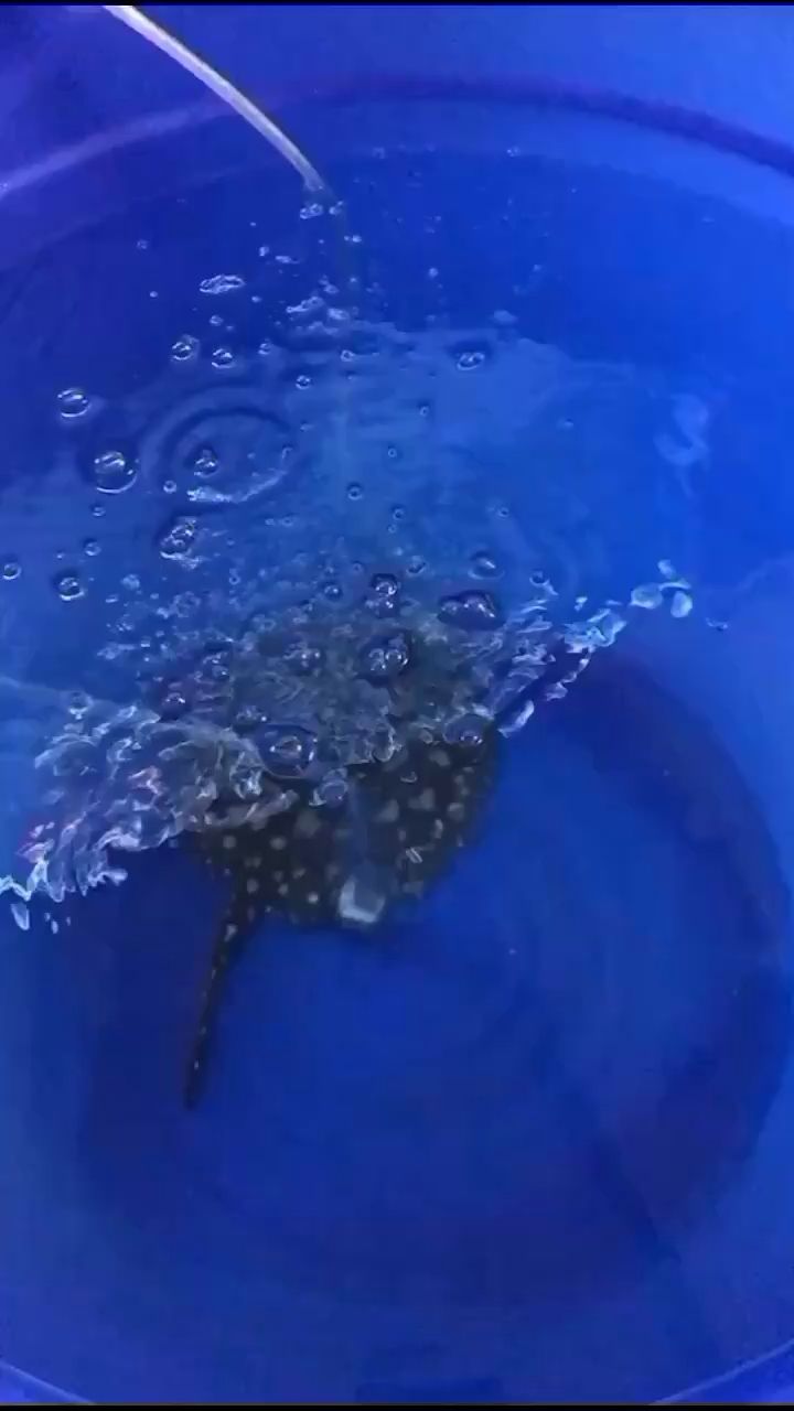 昌吉回族自治州水族館虹魚一個月沒吃東西了