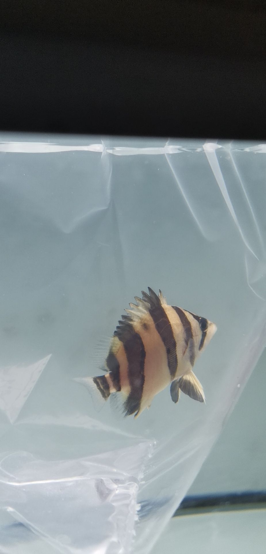 石家莊水族館沒良心的魚商