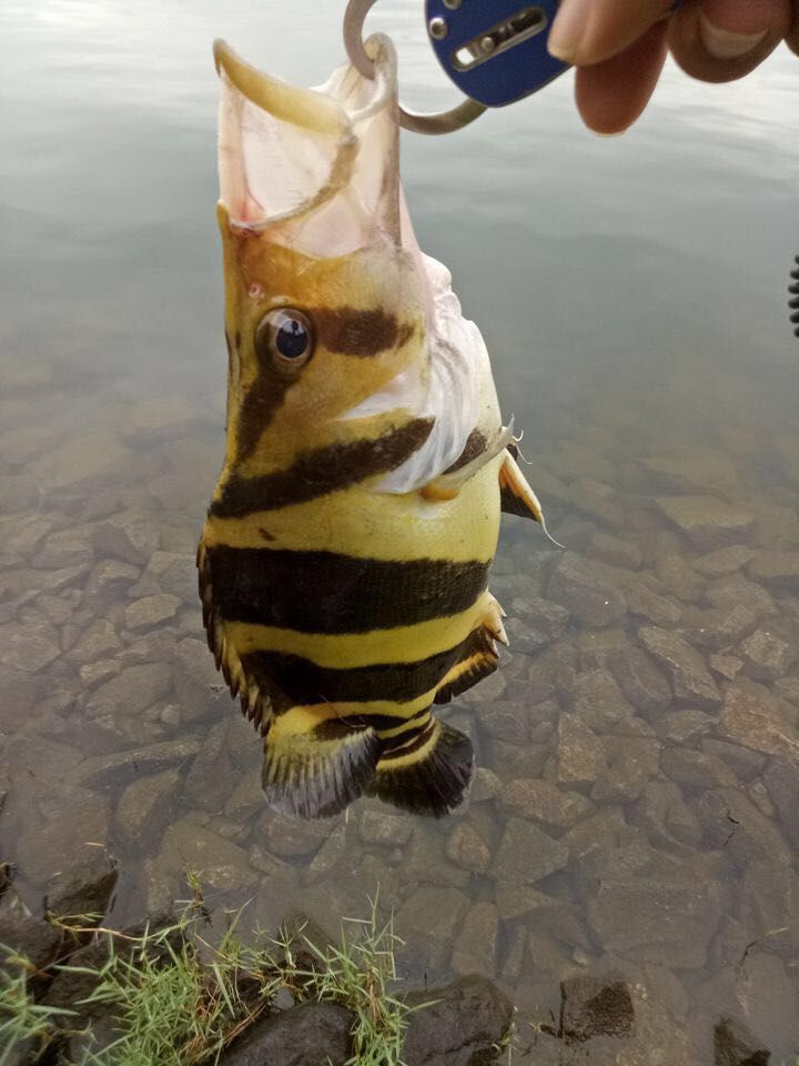 銅仁觀賞魚市場(chǎng)野虎續(xù) 觀賞魚市場(chǎng)（混養(yǎng)魚） 第6張