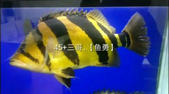 三亞水族館三哥