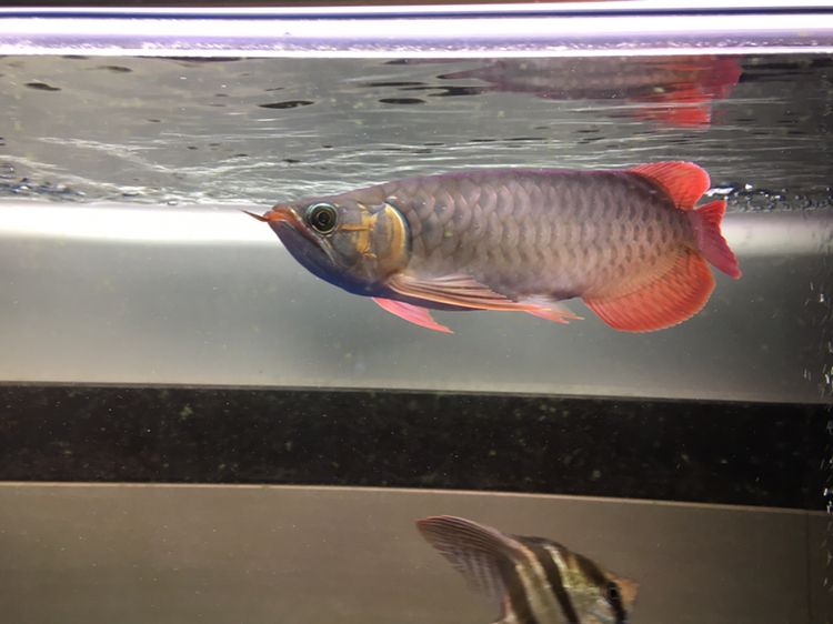 20177204個(gè)月多了 過背金龍魚 第4張