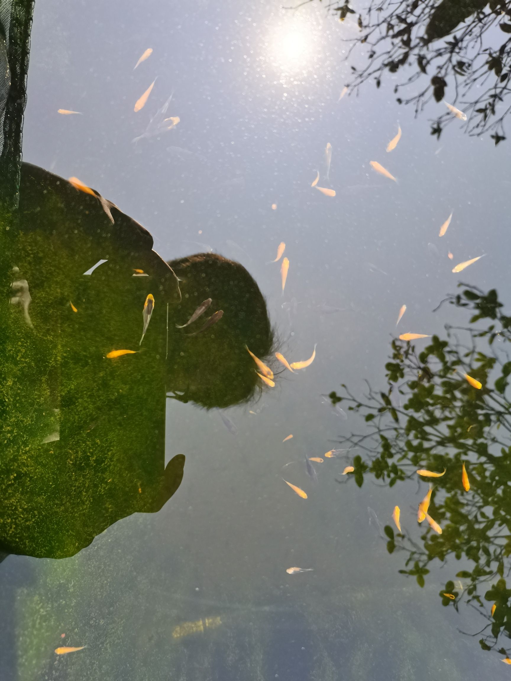 平頂山水族館自由繁殖的水花成長記一