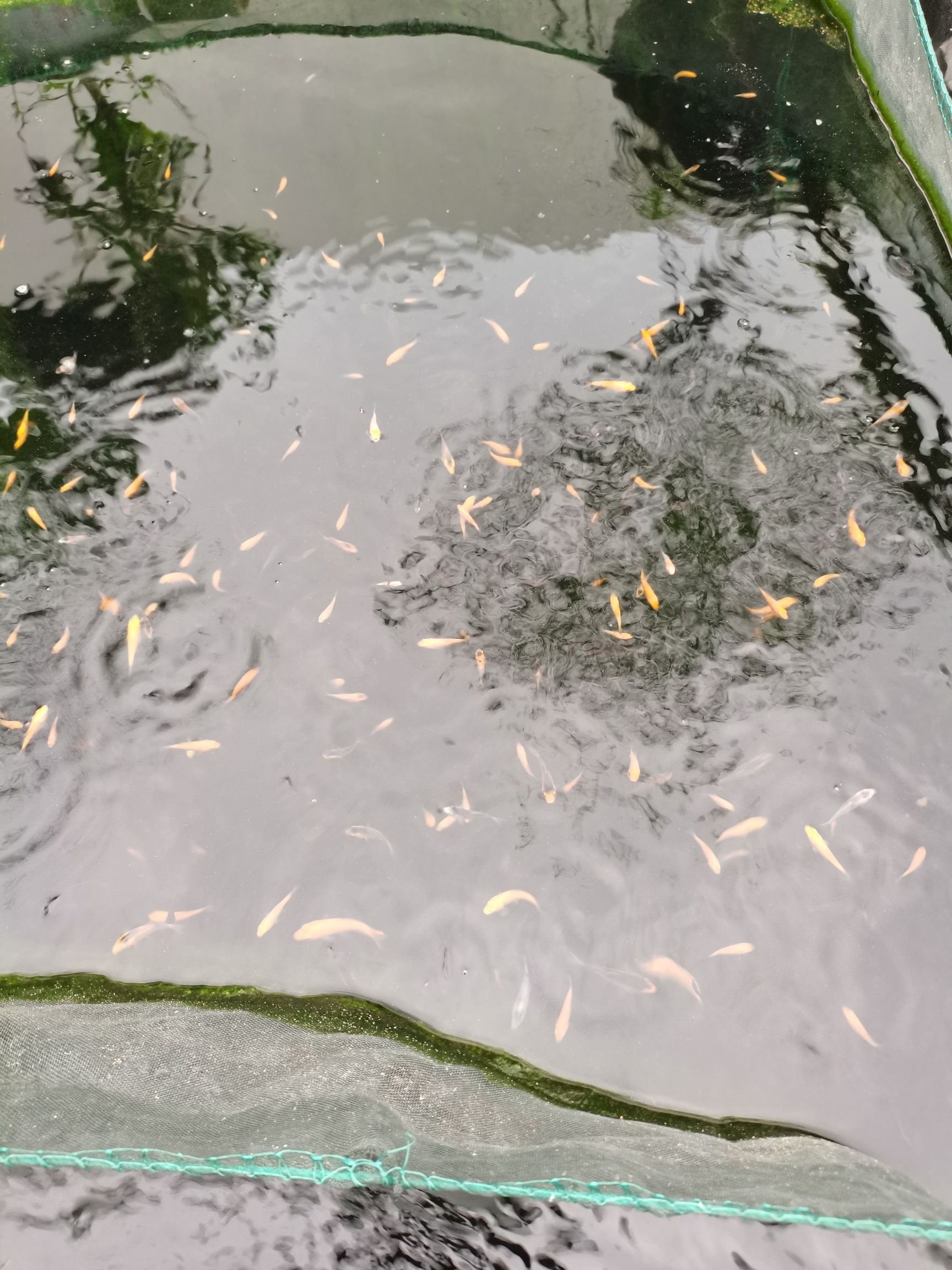 平頂山水族館自由繁殖的水花成長記一 過背金龍魚 第5張