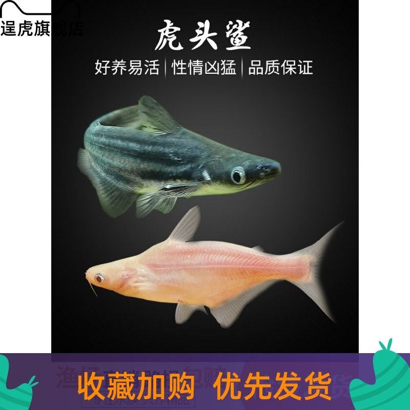 來賓觀賞魚市場(chǎng)我沒有變成這樣