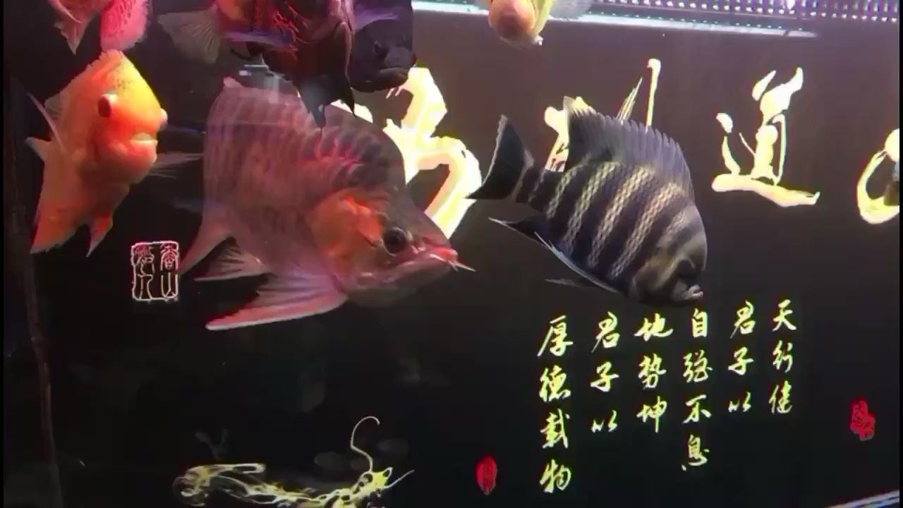 空氣缸水質沒誰了 肺魚 第2張